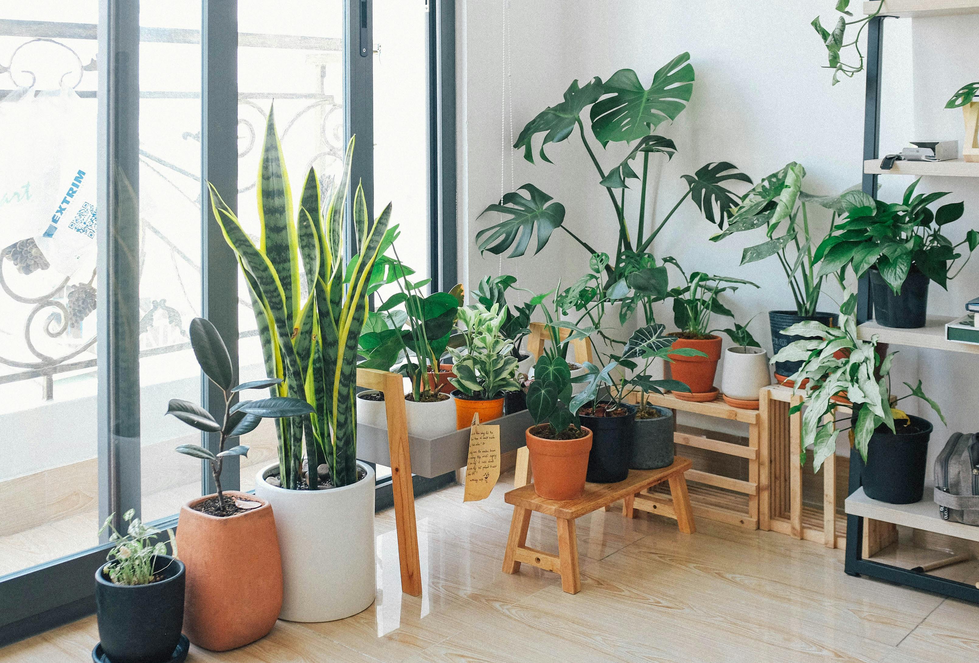 Interior corner styled with furniture and plants